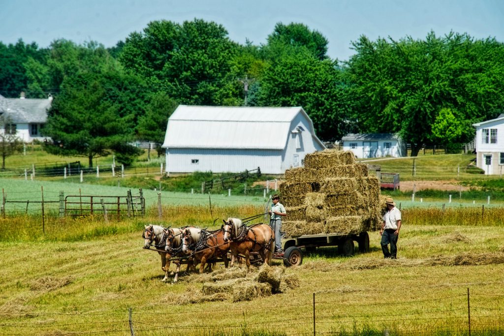 Beasts of burden: Belgian work horses do their part in the hay fields. (Photo credit: Blue Gate Hospitality)