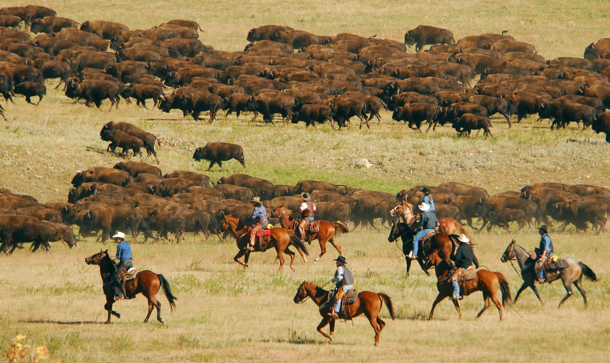 Custer State Park’s main claim to fame is the world’s largest publicly-owned, free-roaming herd of bison.