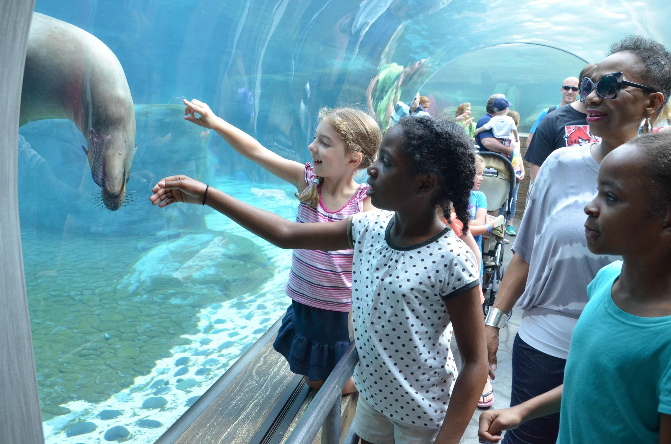 The St. Louis Zoo is home to 14,000 animals and is one of the free world-class zoos.