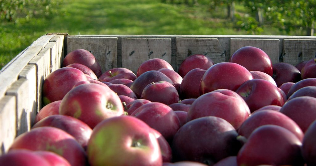 Fresh Door County apples