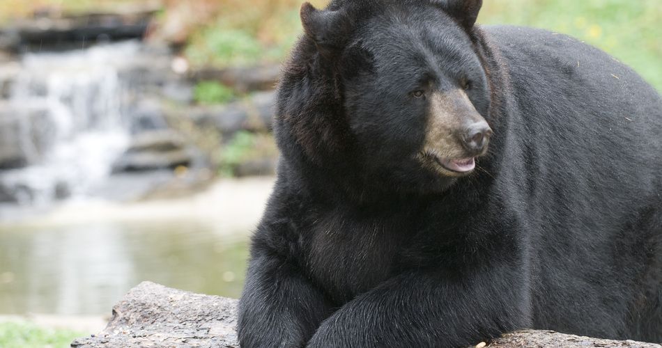 North American Bear Center in St. Louis County, Minnesota