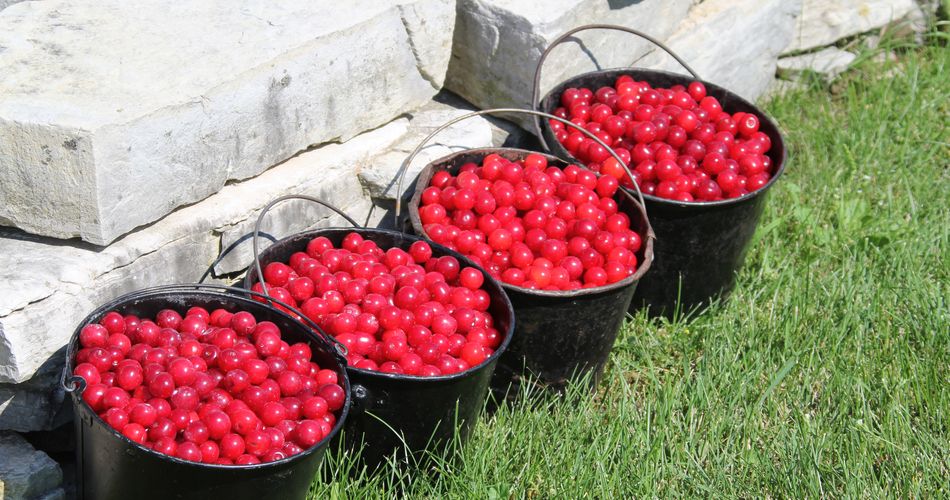 Cherry-picking season in Door County usually runs from mid-July to mid-August. Trees blossom in May. (Photo credit: Jon Jarosh/Destination Door County)