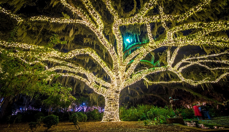 Oak Tree in South Carolina with Christmas lights