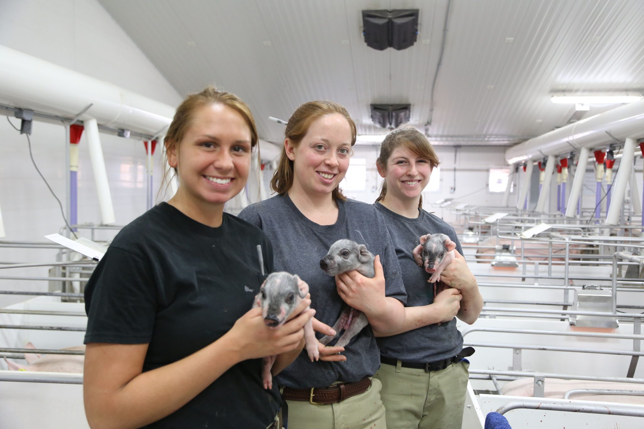 Animals galore in South Shore