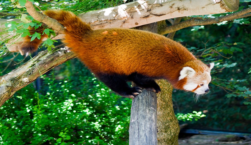 Red Panda at the Akron Zoo in Ohio