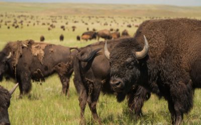 Campbell County, Wyoming