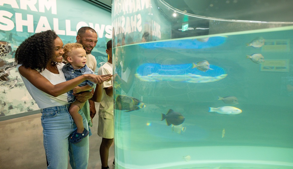 Kansas City Aquarium Makes a Splash