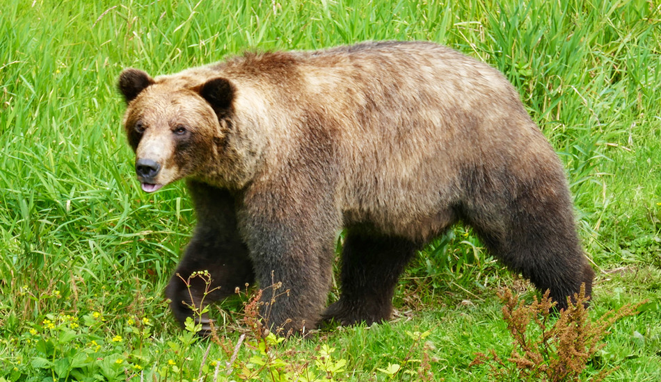 A rescued Alaskan brown bear at Sitka’s Fortress of the Bear (Photo credit: Nancy Schretter)