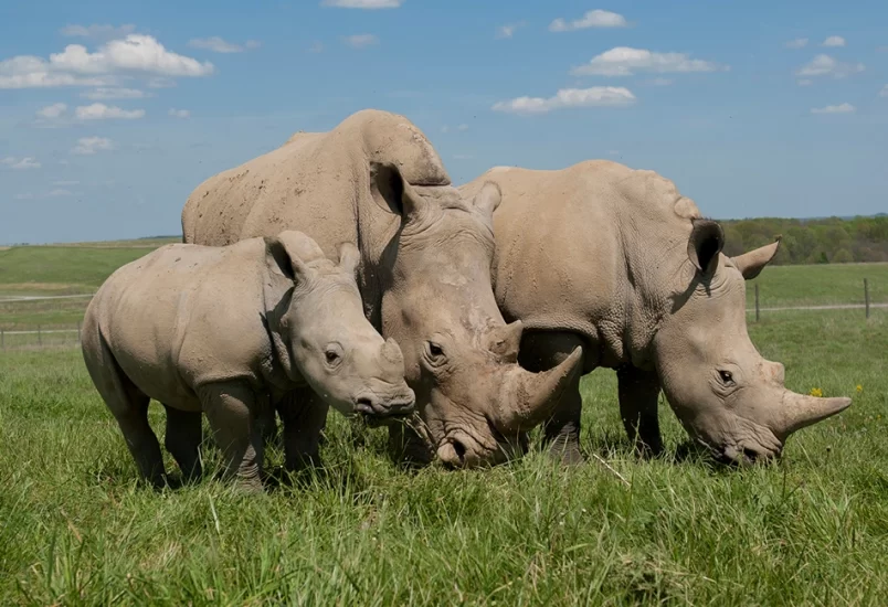 Rhinos at The Wild in Zanesville, Ohio