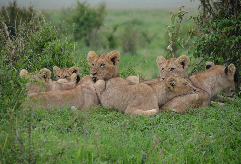 Lions in Kenya