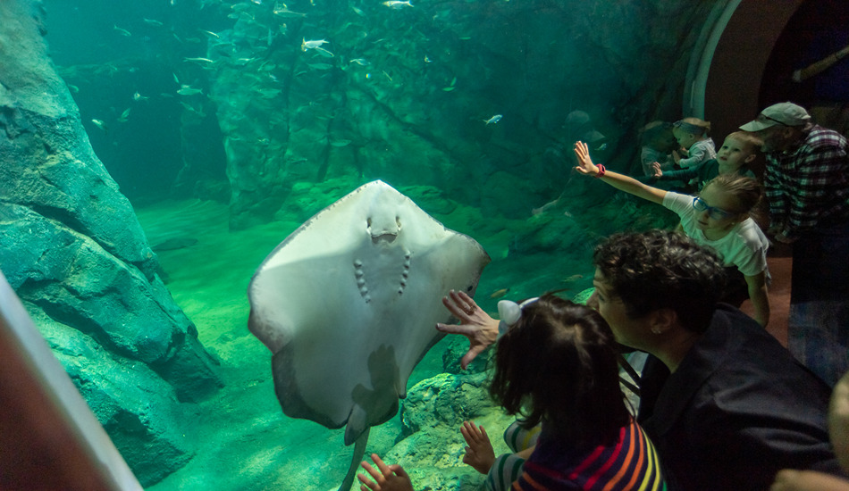 The St. Louis Aquarium is one of several visitor attractions at St. Louis Union Station