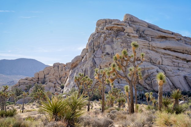 Photo courtesy of Joshua Tree National Park