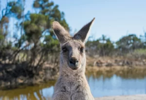 Australian Kangaroo