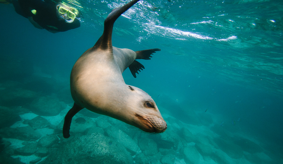 Snorkeling with sea lion pups