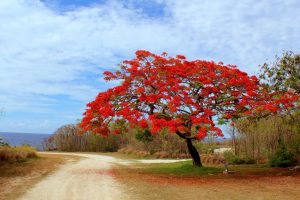 Northern Mariana Islands look like they are on fire when the Flame trees are in bloom. Photo credit Freepik