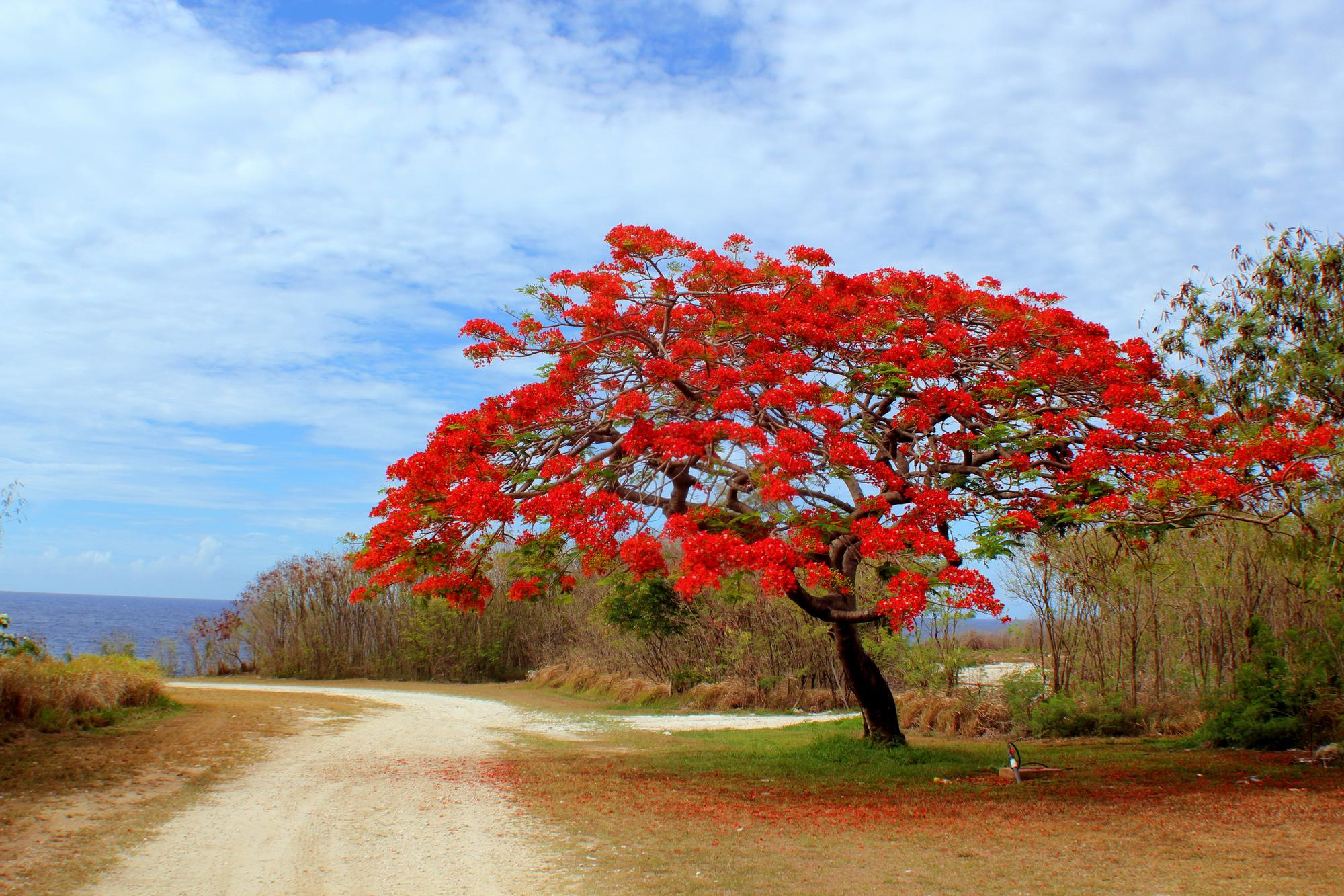 Northern Mariana Islands look like they are on fire when the Flame trees are in bloom. Photo credit Freepik Northern Mariana Islands look like they are on fire when the Flame trees are in bloom. Photo credit Freepik