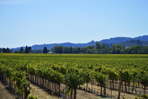 California vineyards