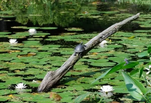 Turtle in Lily Pond, (c) New England Wild Flower Society, S. Ziglar