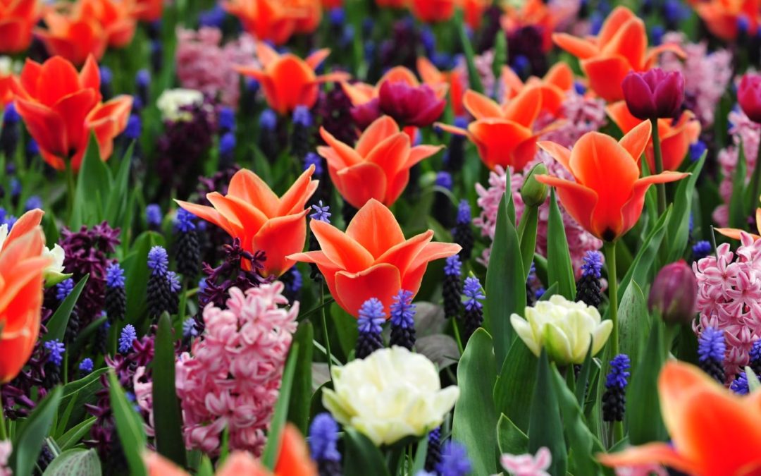 Flowers in Bloom: Your Global Guide to Flower Sightseeing Tours and Online Delivery Delights