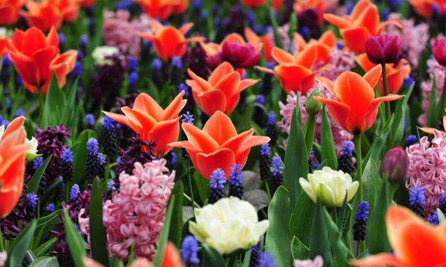 Flowers in Bloom: Your Global Guide to Flower Sightseeing Tours and Online Delivery Delights