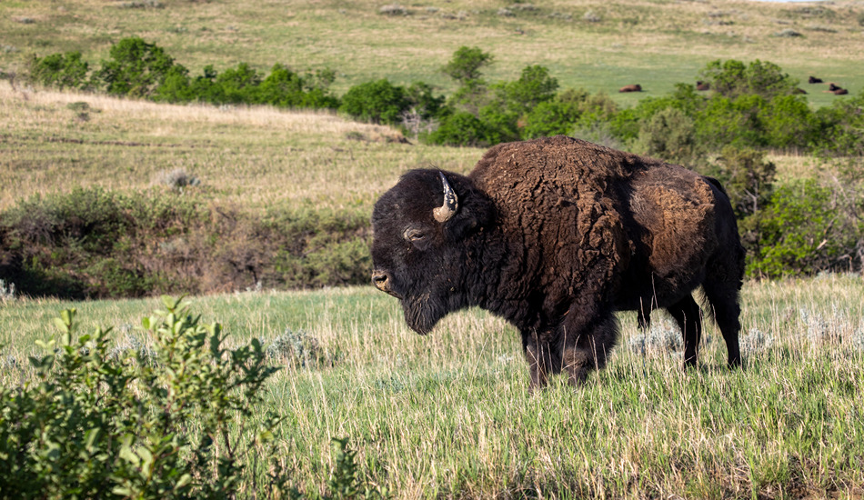 Theodore Roosevelt National Park. (Photo credit: North Dakota Tourism)