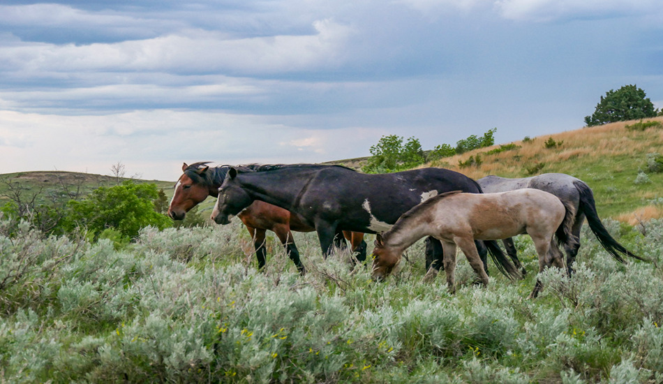 Wild horses inhabit Theodore Roosevelt National Park. (Photo credit: North Dakota Tourism)