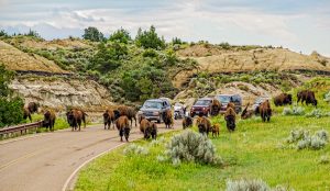 Theodore Roosevelt NP Bison and cars