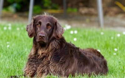 What Your Dog’s DNA Can Reveal Before You Travel Together