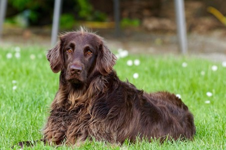 What Your Dog’s DNA Can Reveal Before You Travel Together