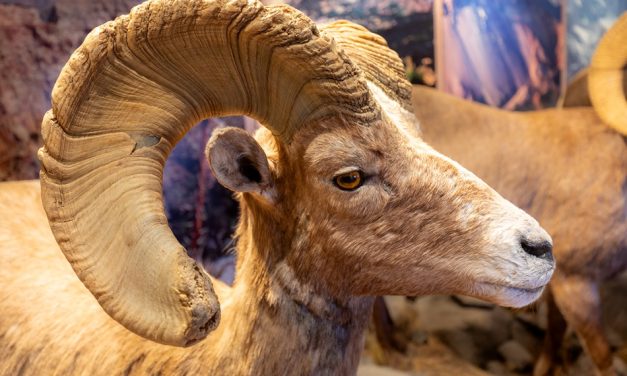 Go Beyond Yellowstone to Wyoming’s Wind River Country