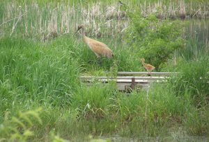 Sandhill Cranes