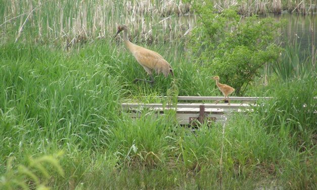 Falling for Middleton, WI