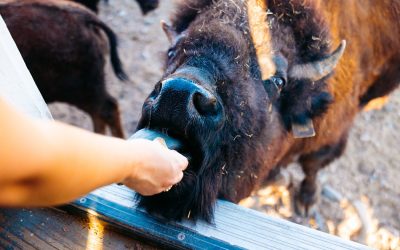 Three Days in Cheyenne: Where Western Roots Meet Modern Charm