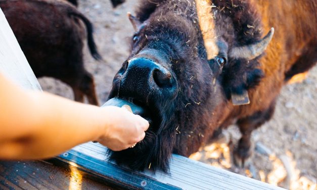 Three Days in Cheyenne: Where Western Roots Meet Modern Charm