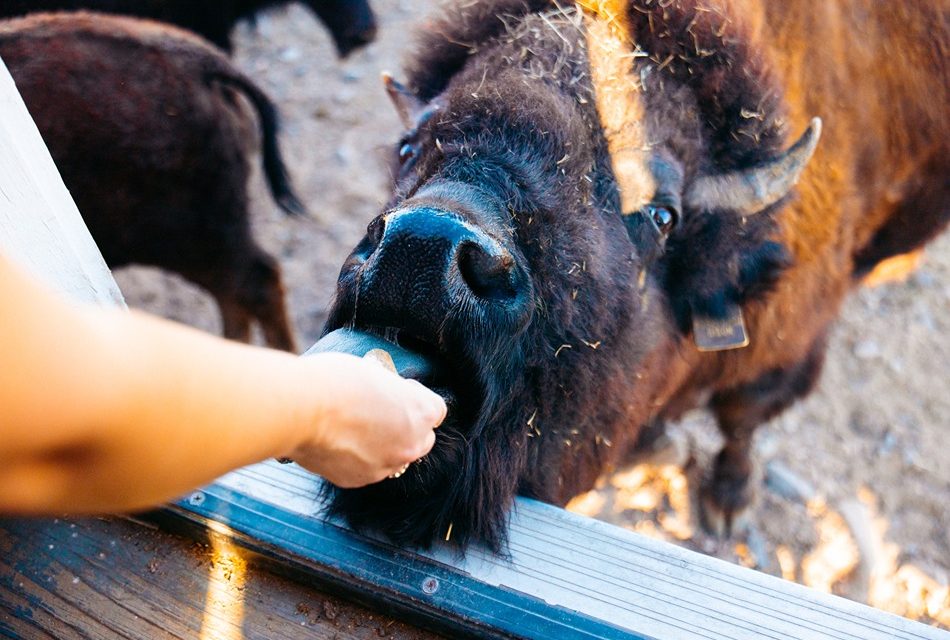Three Days in Cheyenne: Where Western Roots Meet Modern Charm