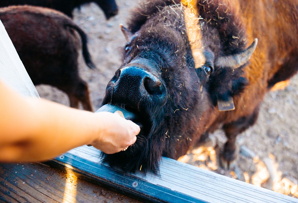 Three Days in Cheyenne: Where Western Roots Meet Modern Charm