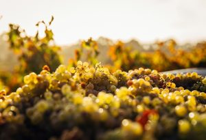 Women in winery
