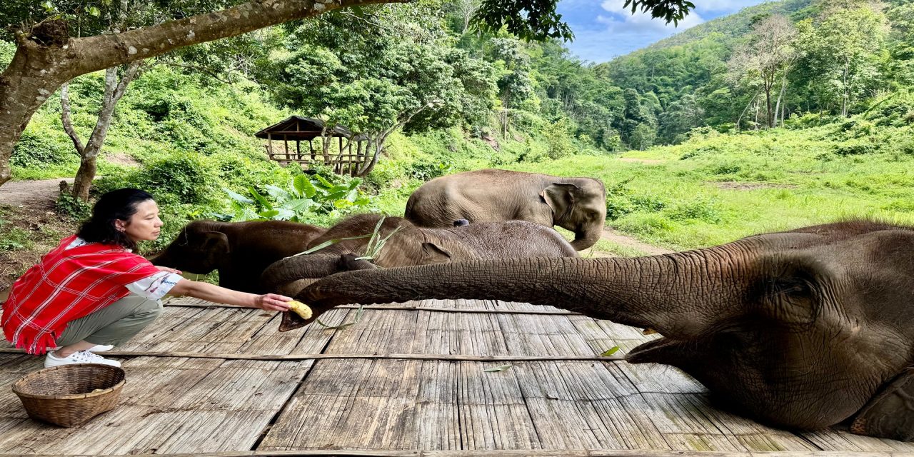 Travel Memories 2025: My Year of the Elephant