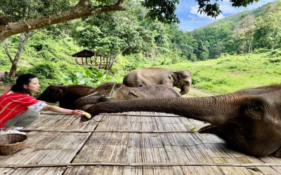 Travel Memories 2025: My Year of the Elephant