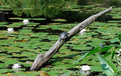 MetroWest: Play, Pour and Explore