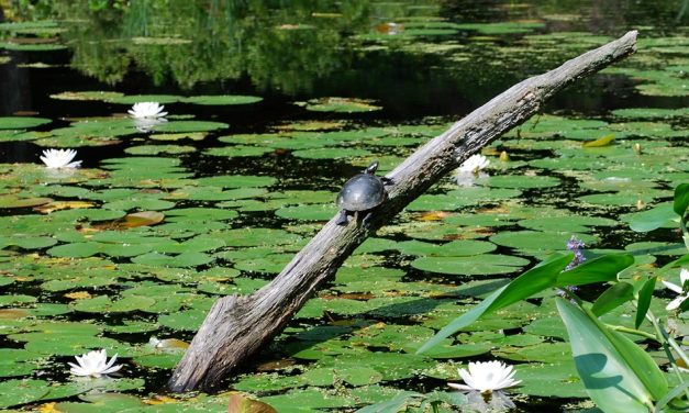 MetroWest: Play, Pour and Explore