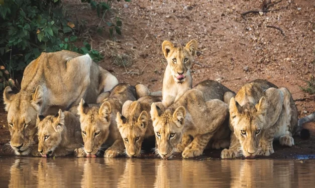 Goway Trips Spotlight the Best of Africa