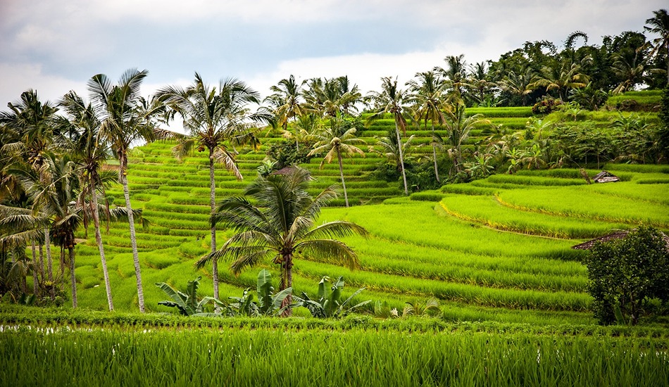 Bali rice fields