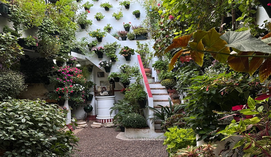 Tourists can take in the horticultural splendor on a tour of private patios in Cordoba's San Basilio neighborhood.