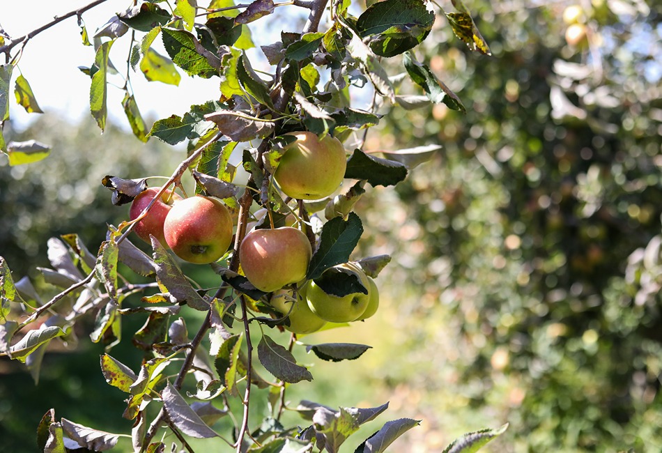 Curtis Orchard & Pumpkin Patch