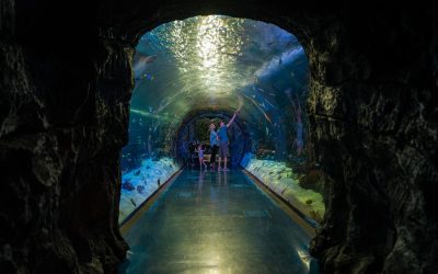 Explore Branson’s Bright Lights & Ozark Adventures