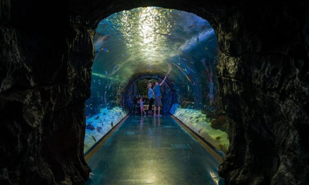 Explore Branson’s Bright Lights & Ozark Adventures