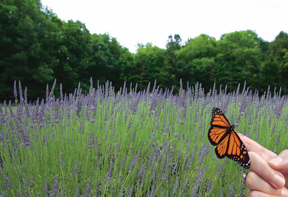 Beagle Ridge Herb Farm