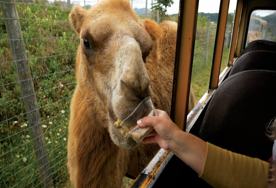 Fort Chiswell Animal Park