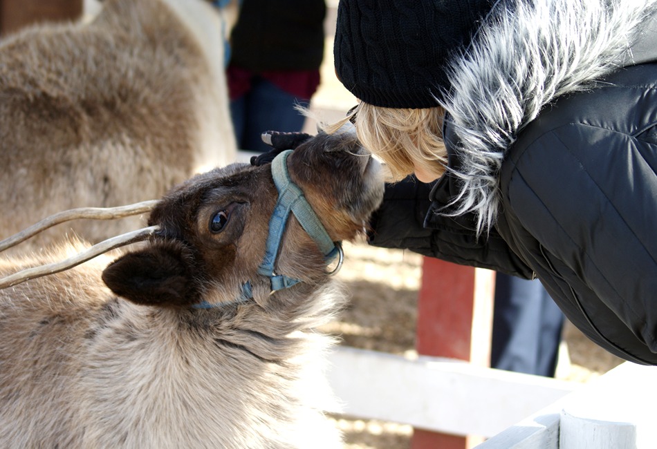 Hardys Reindeer Kiss